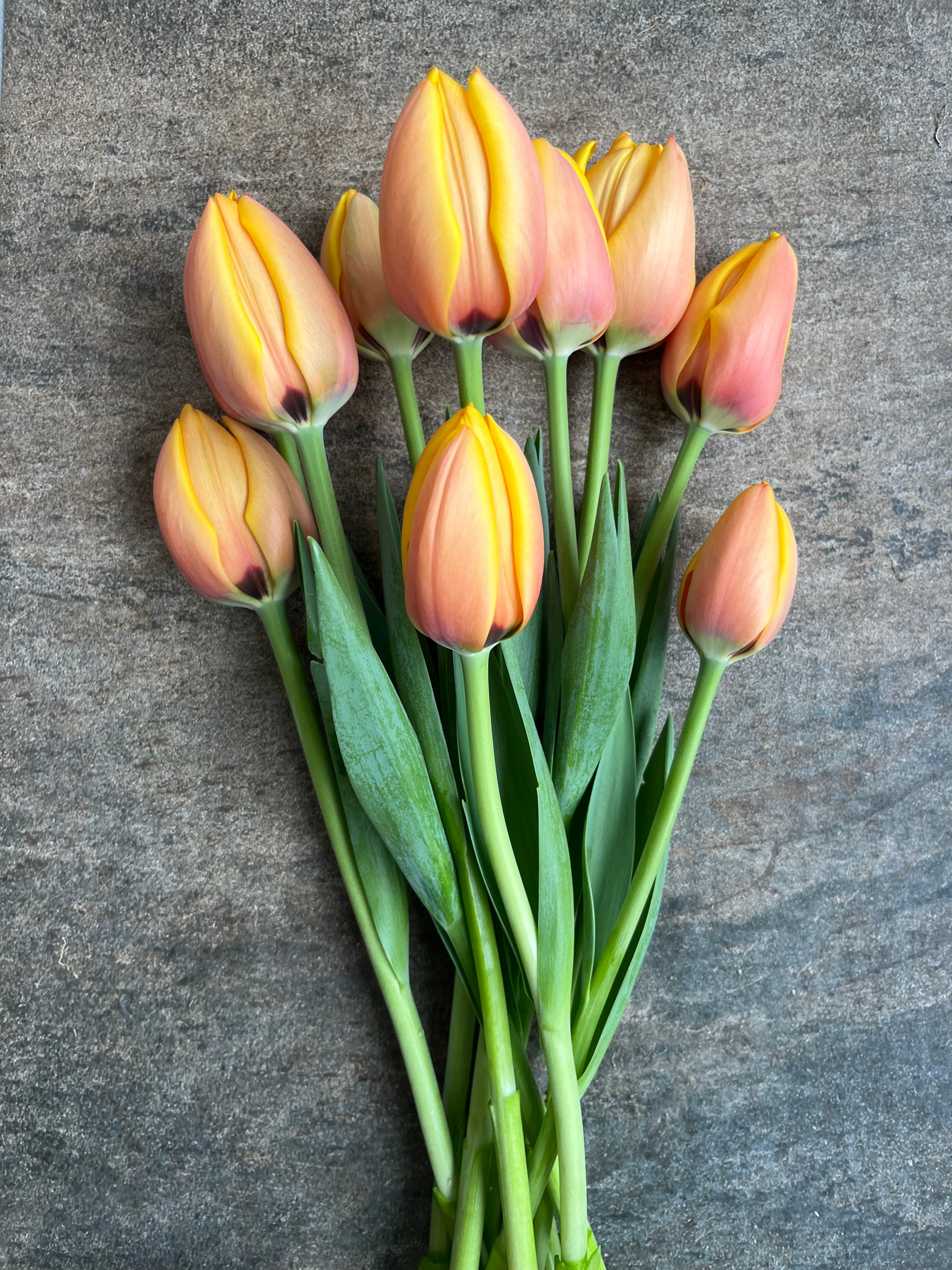 Tulips