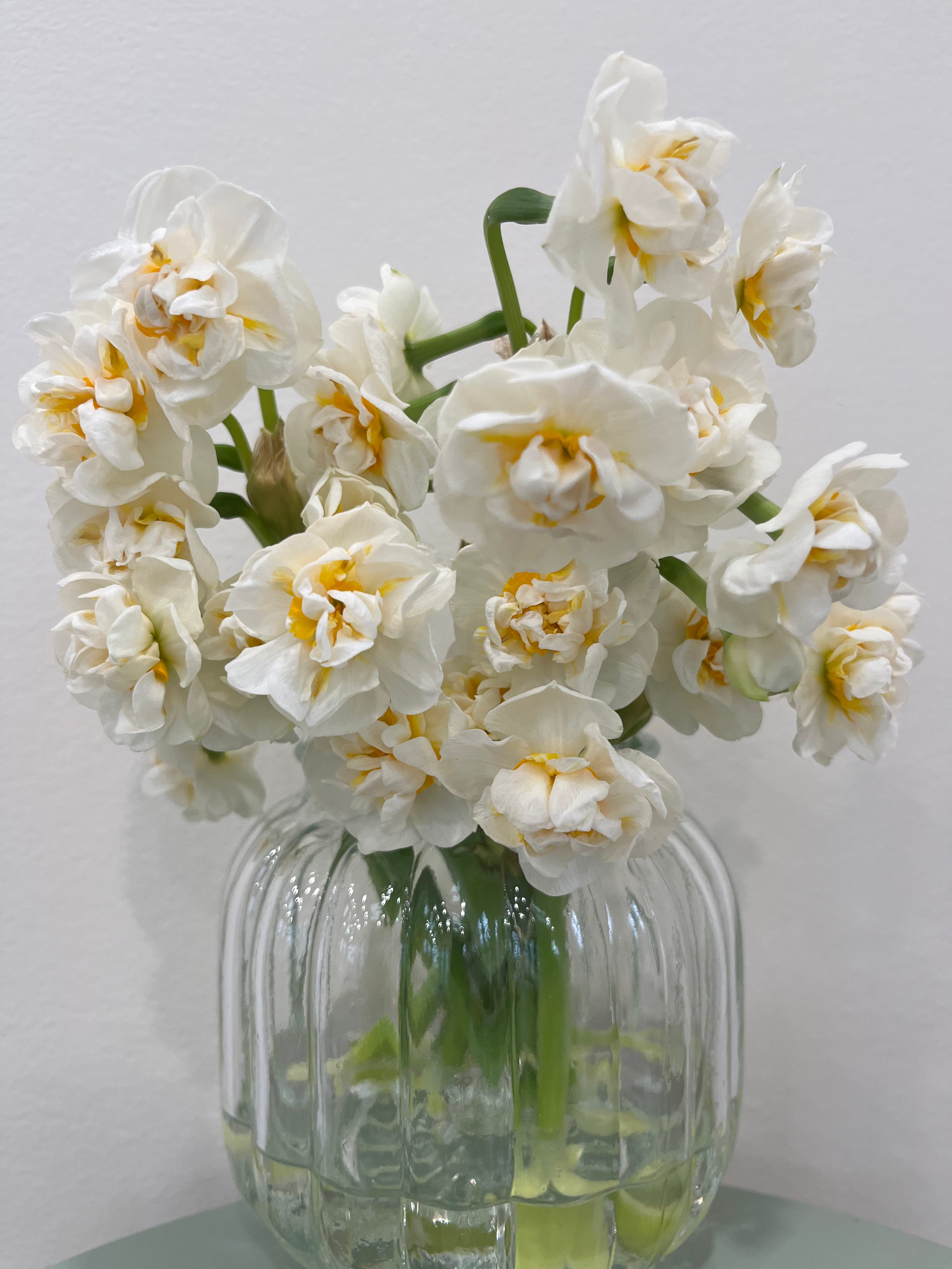 Daffodils