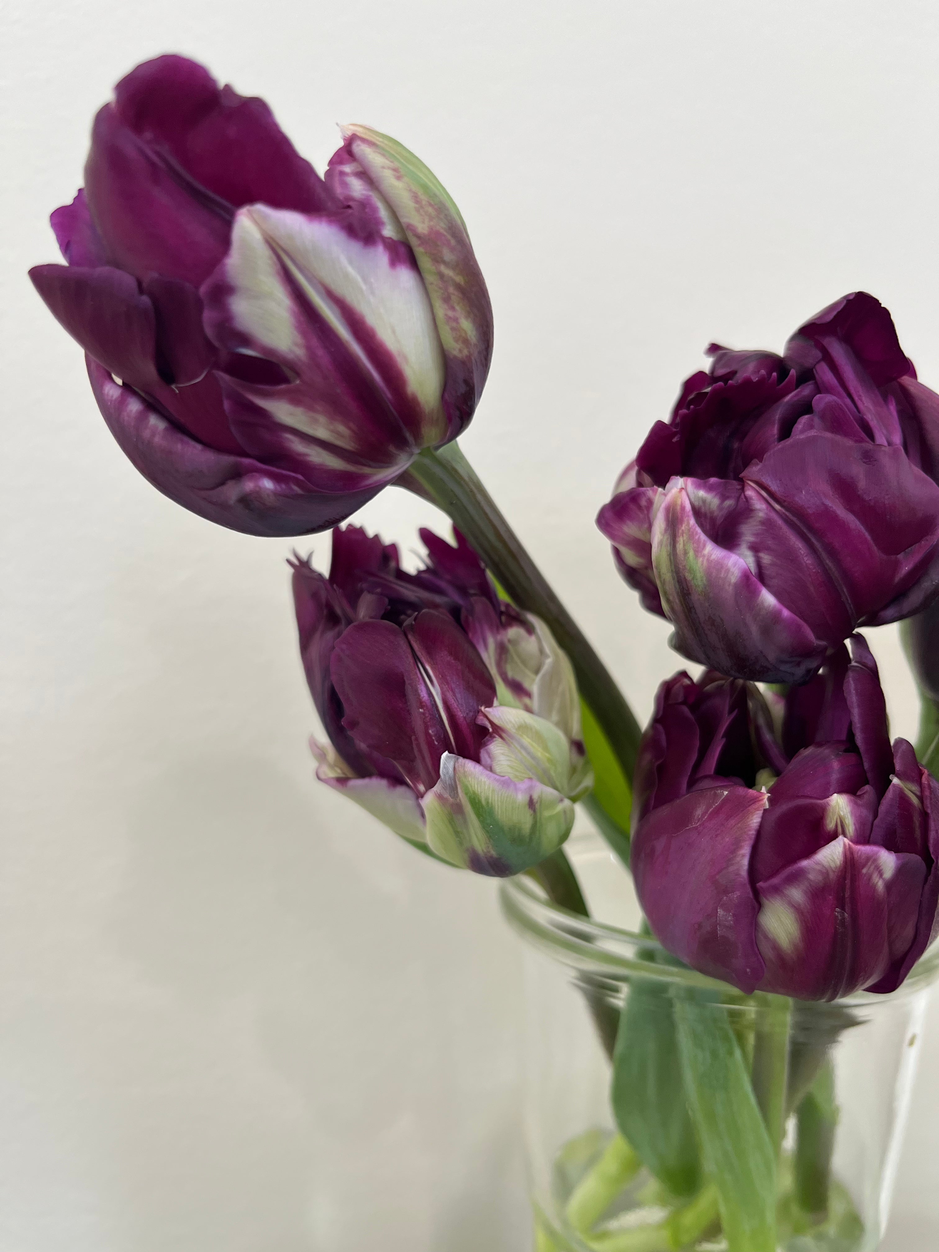 Tulips