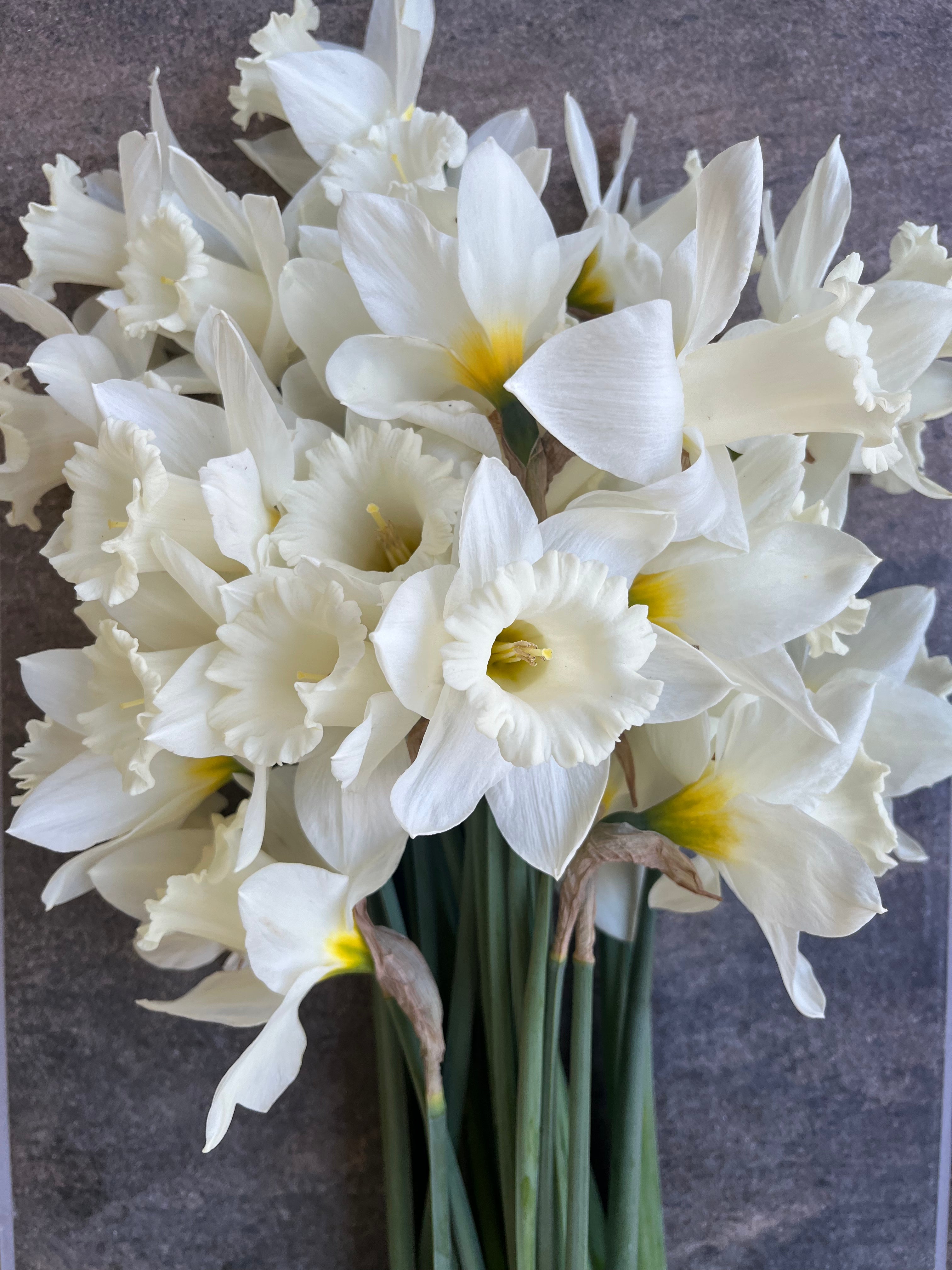 Daffodils