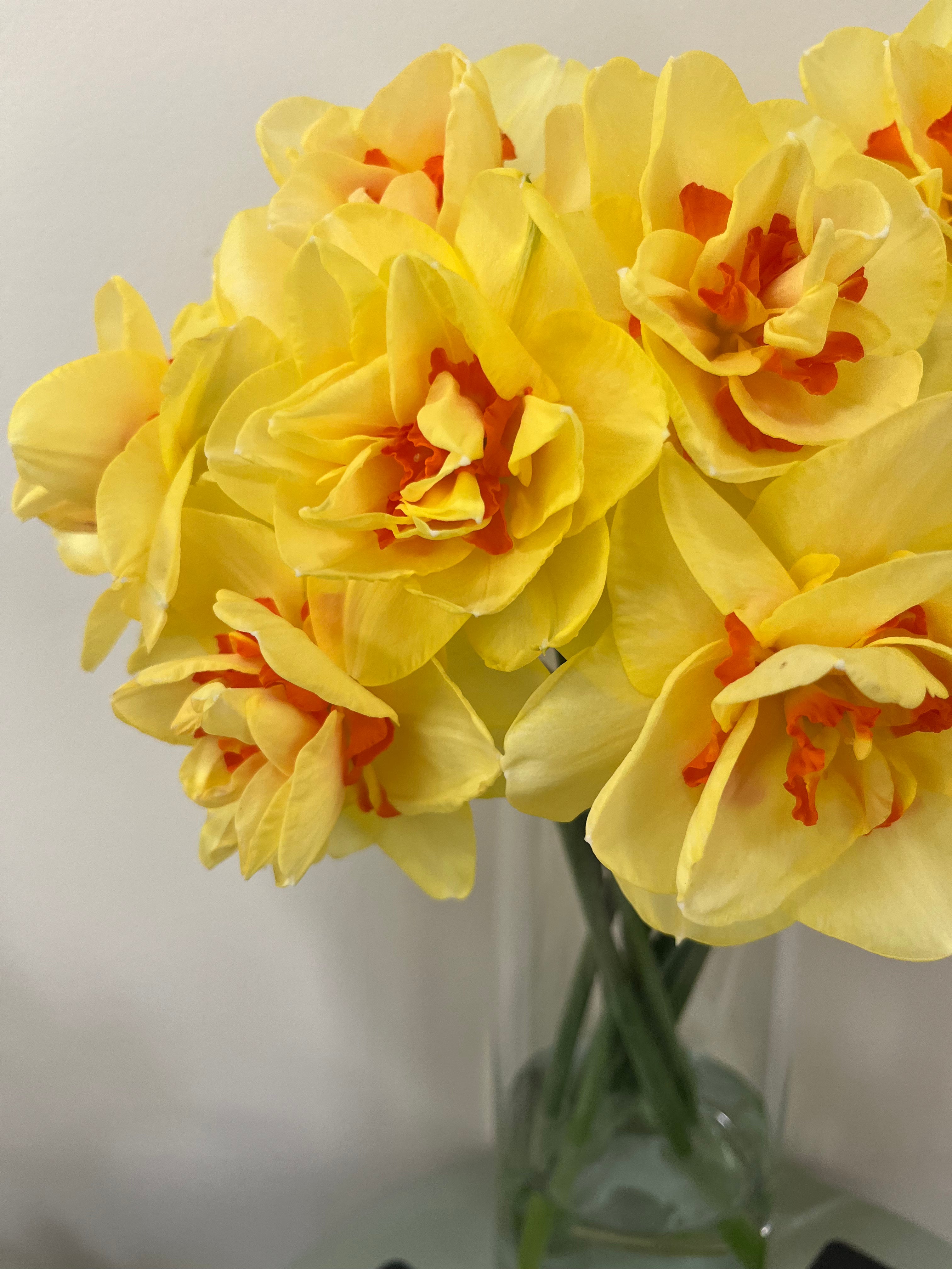 Daffodils
