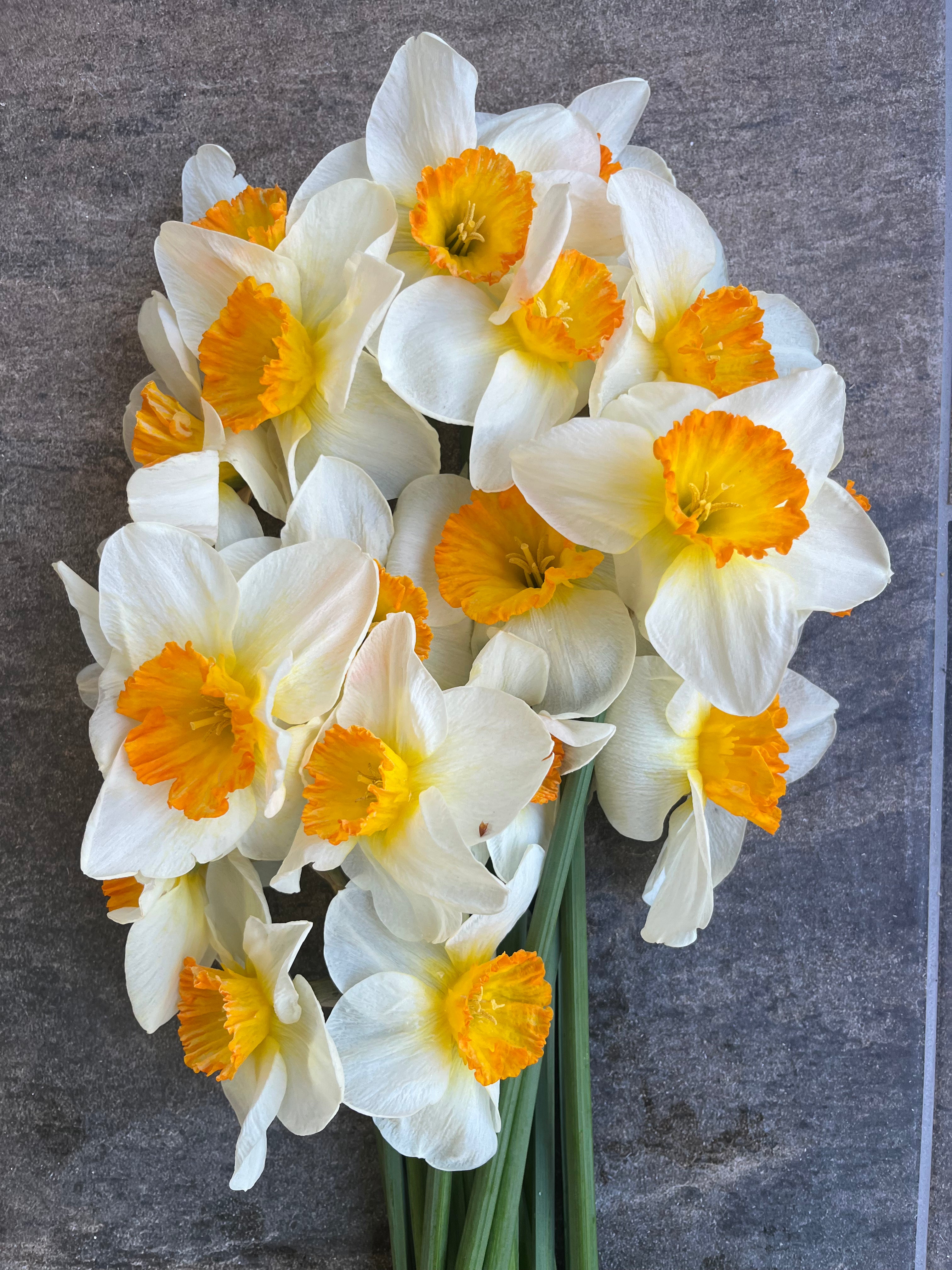 Daffodils