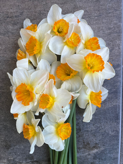 Daffodils