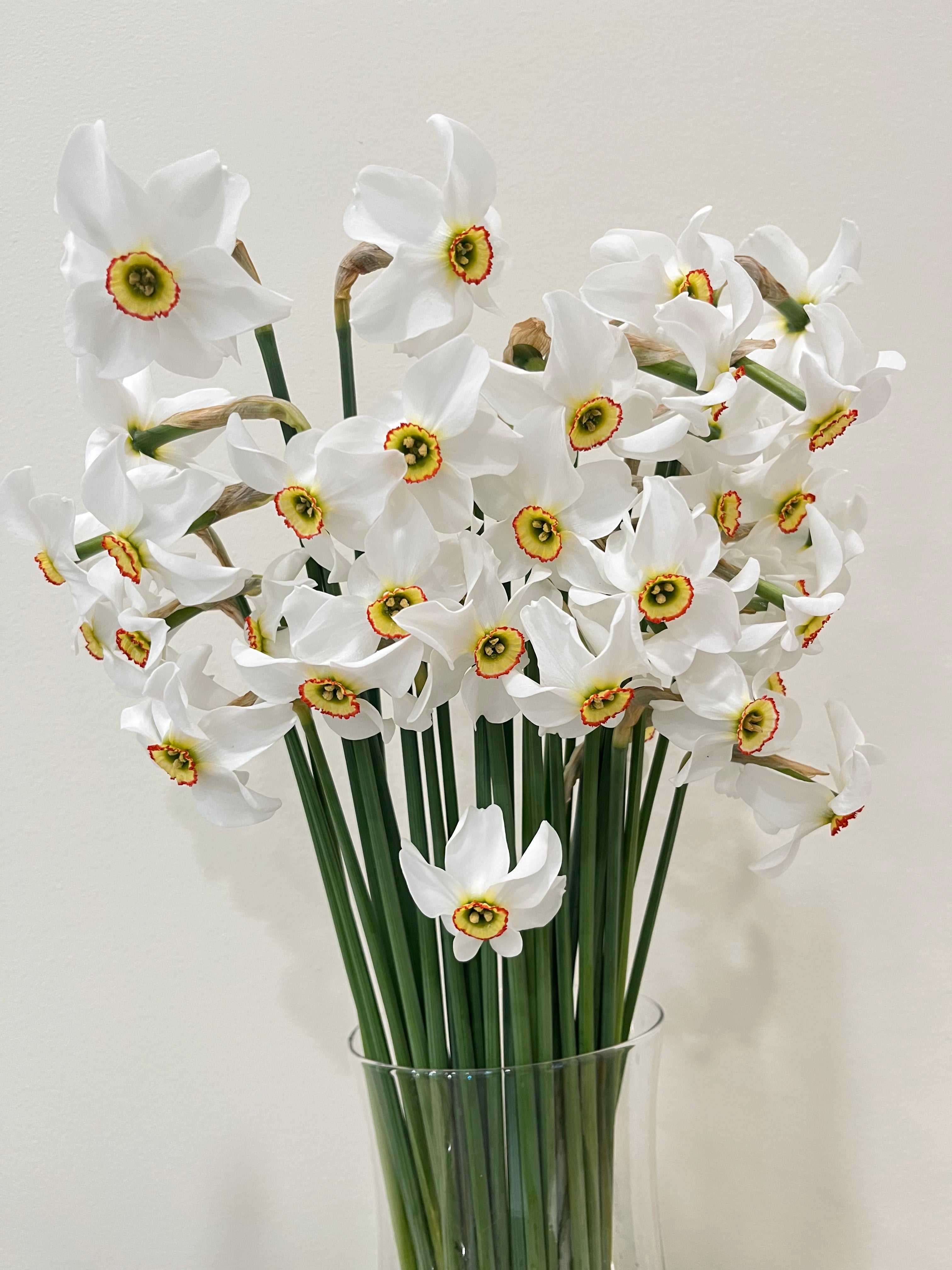 Daffodils