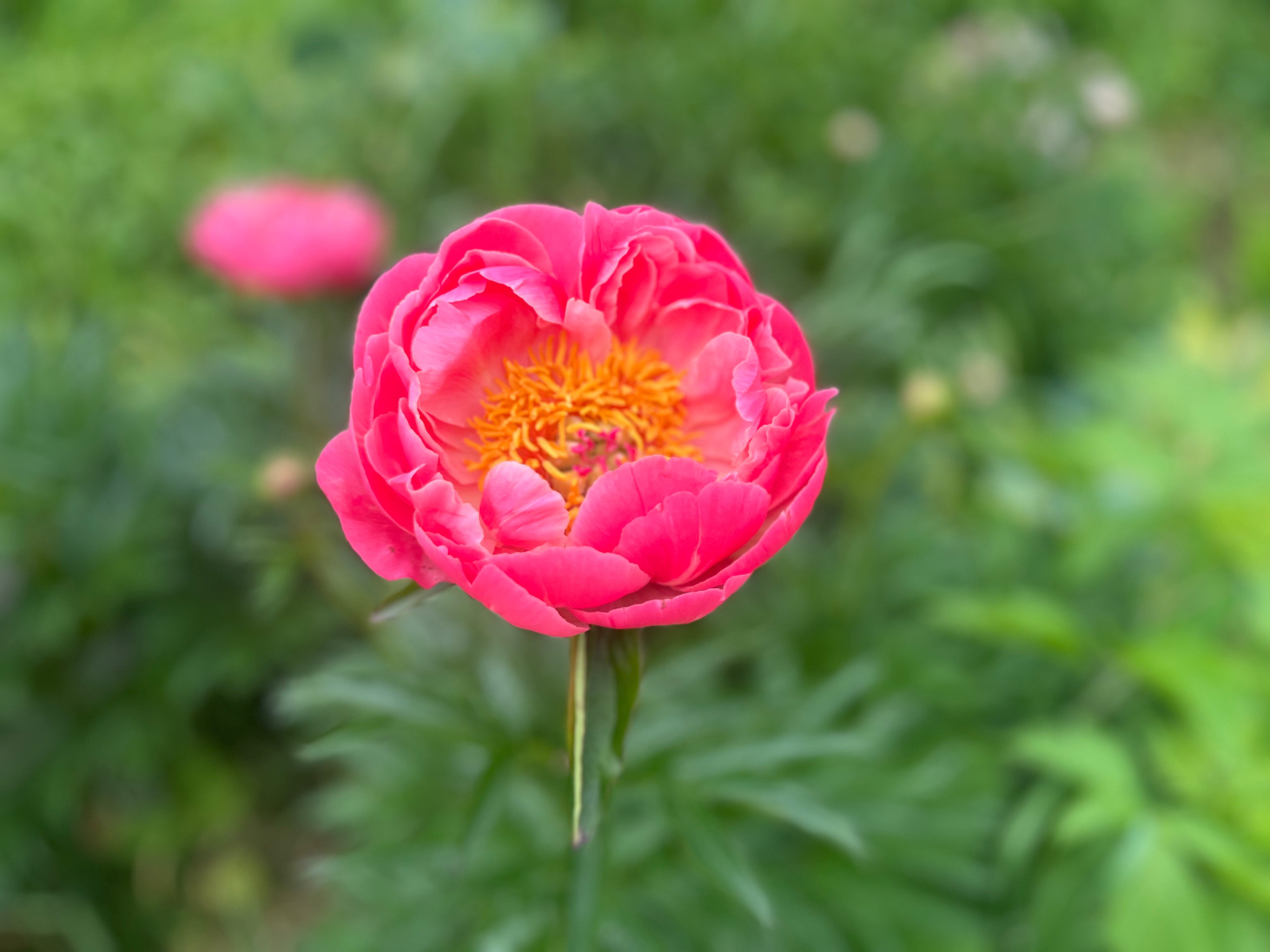 Peonies