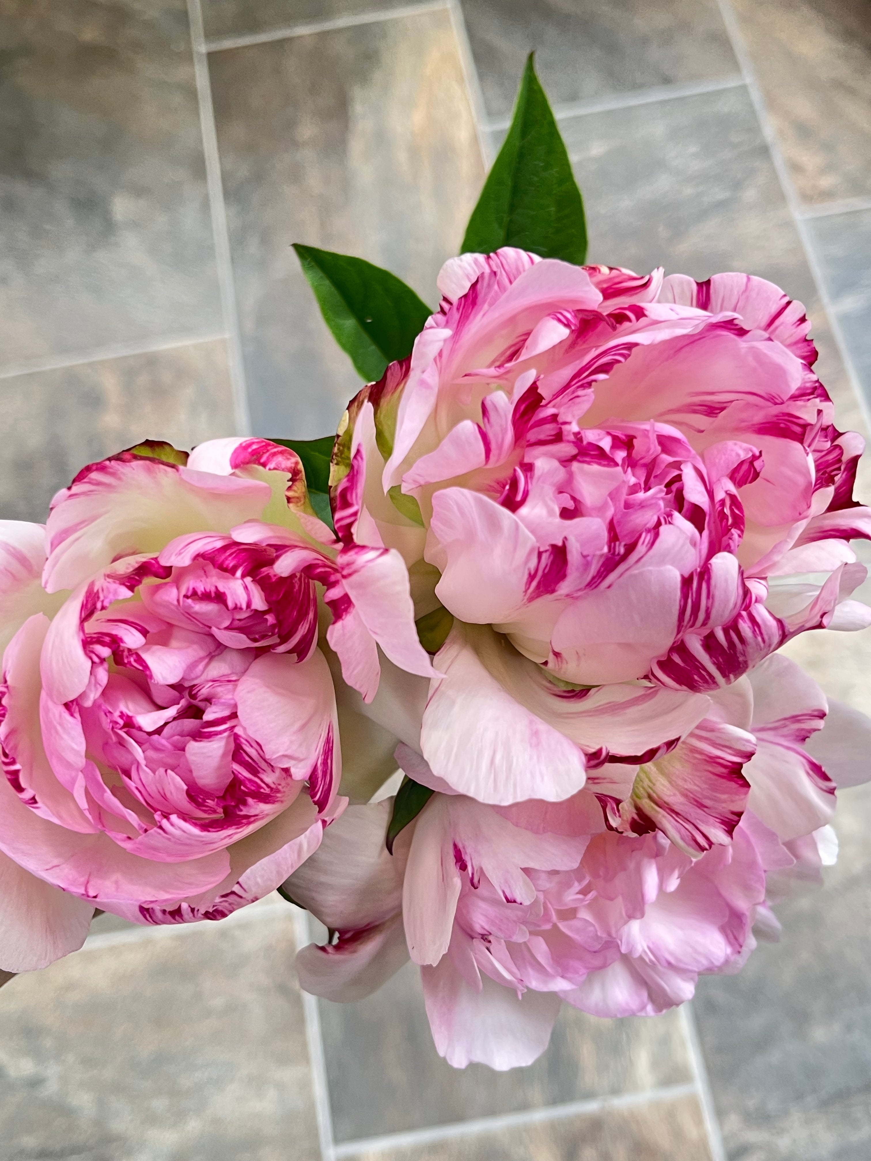 Peonies