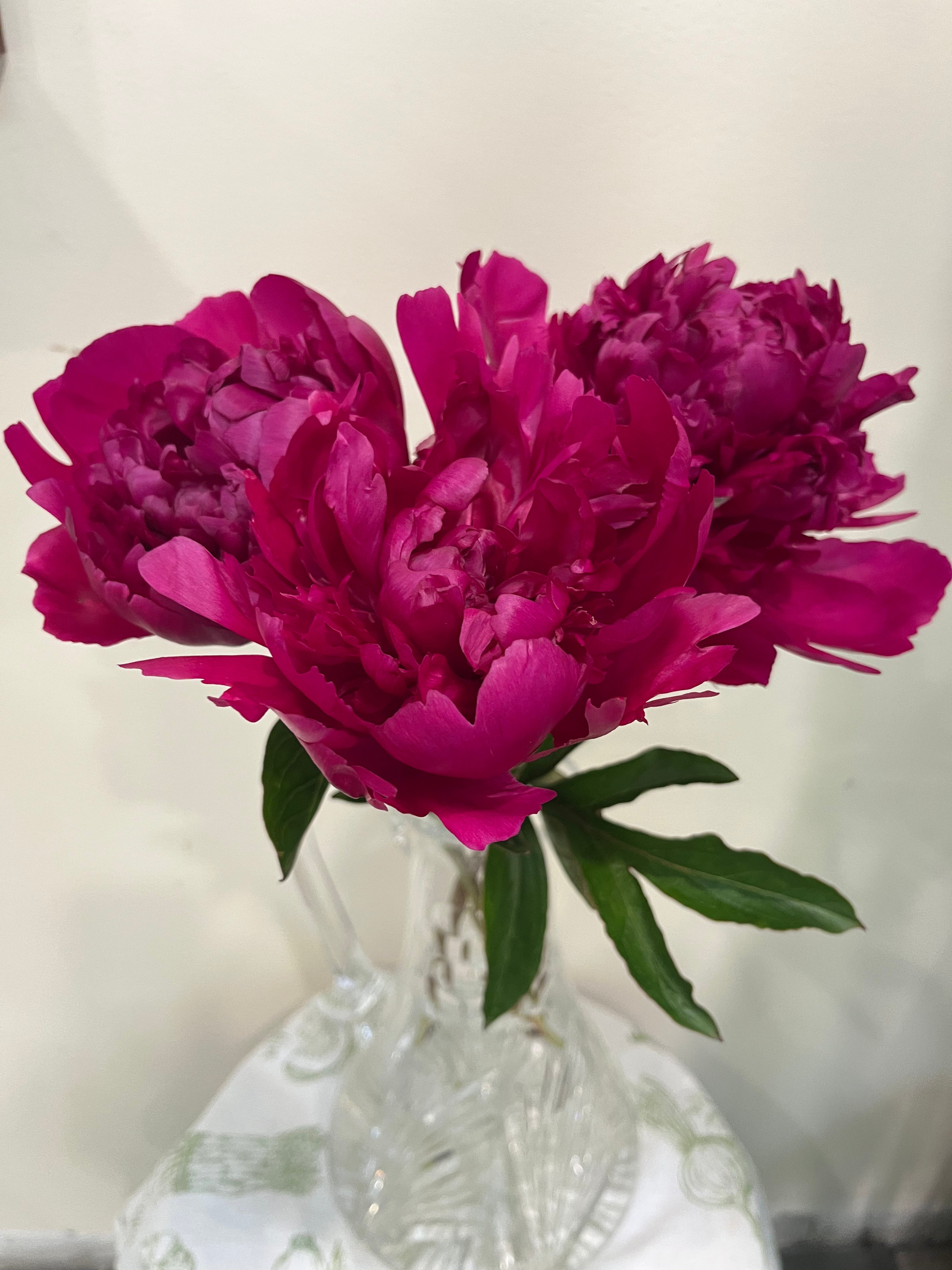 Peonies