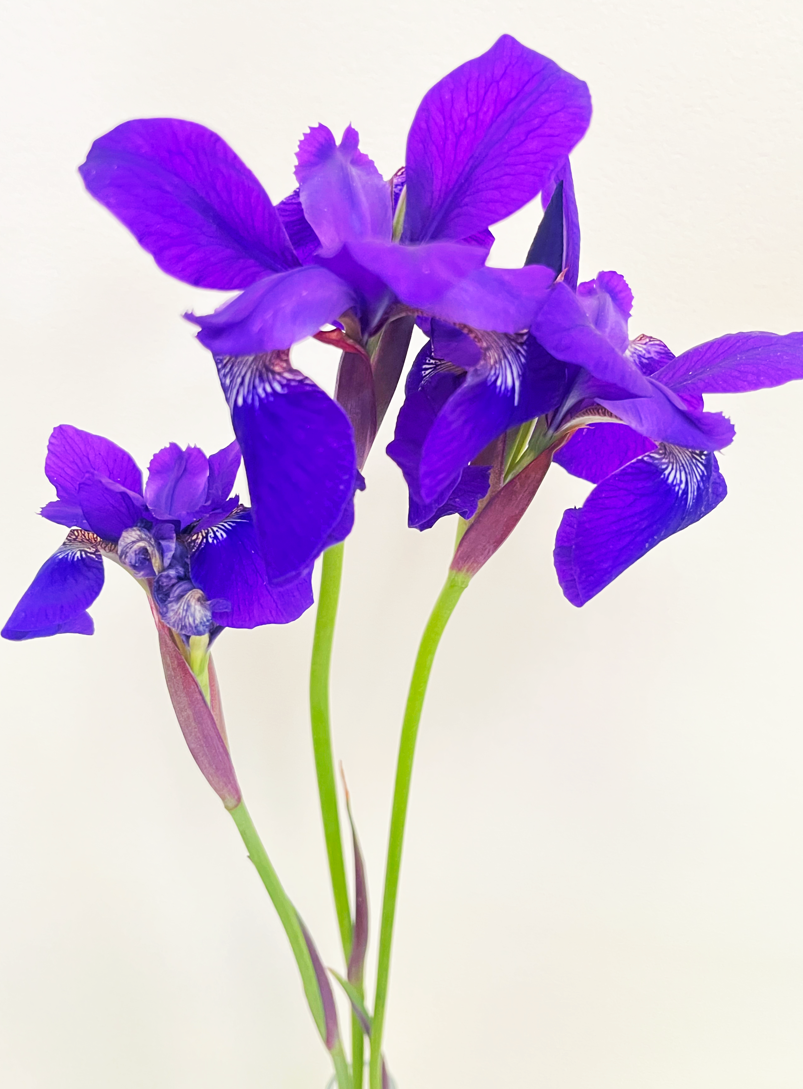 Irises