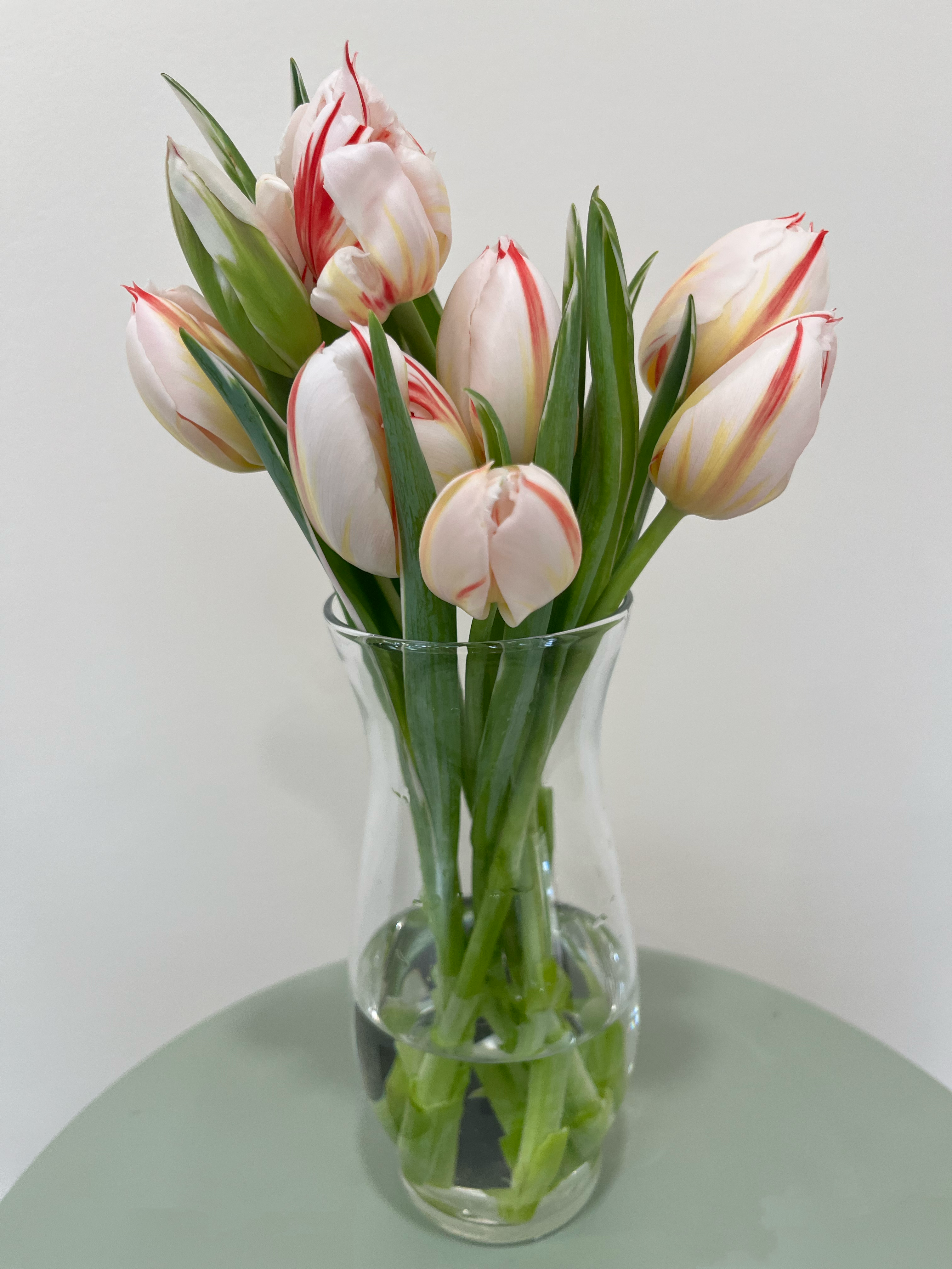 Tulips