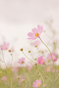 Cosmos