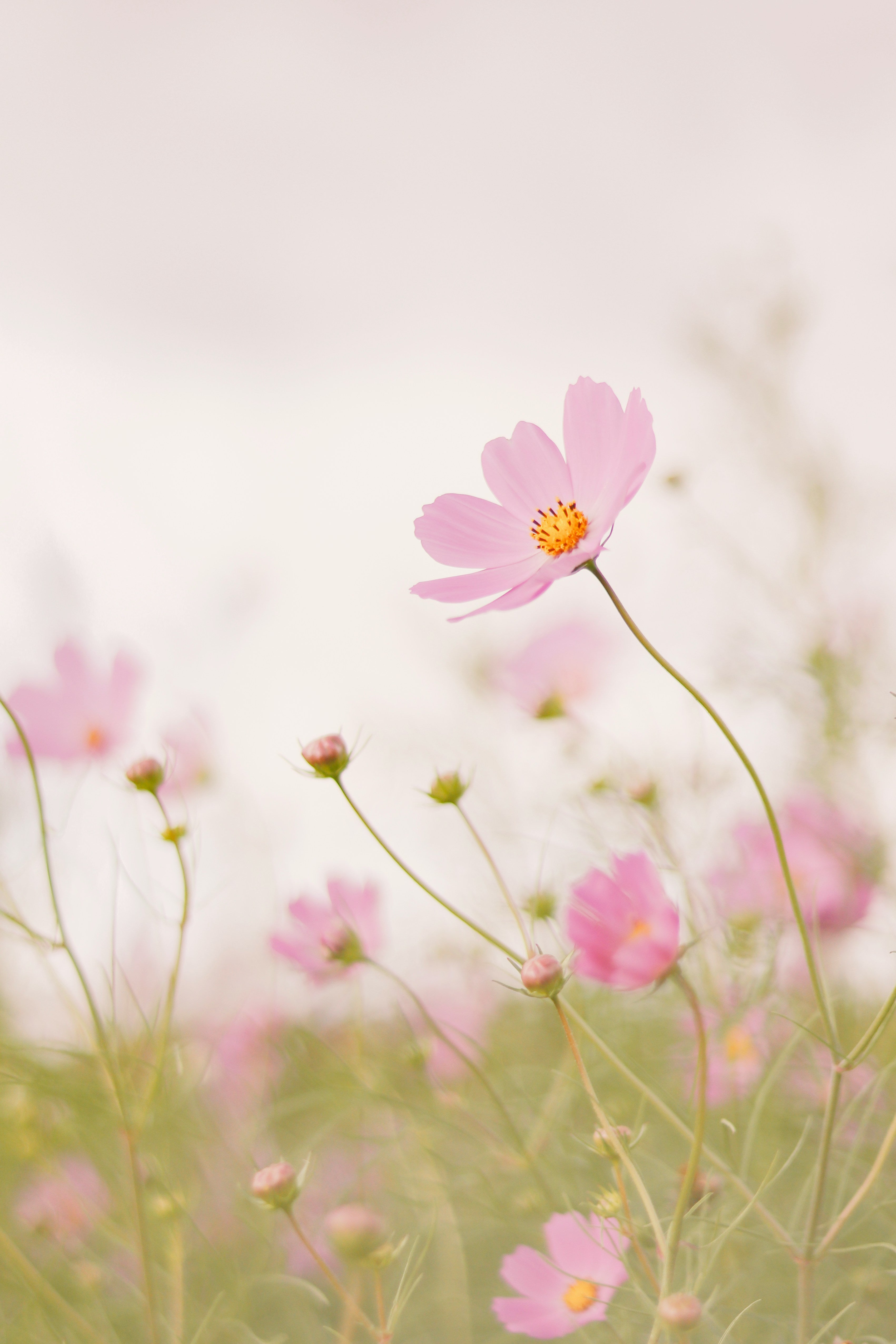 Cosmos