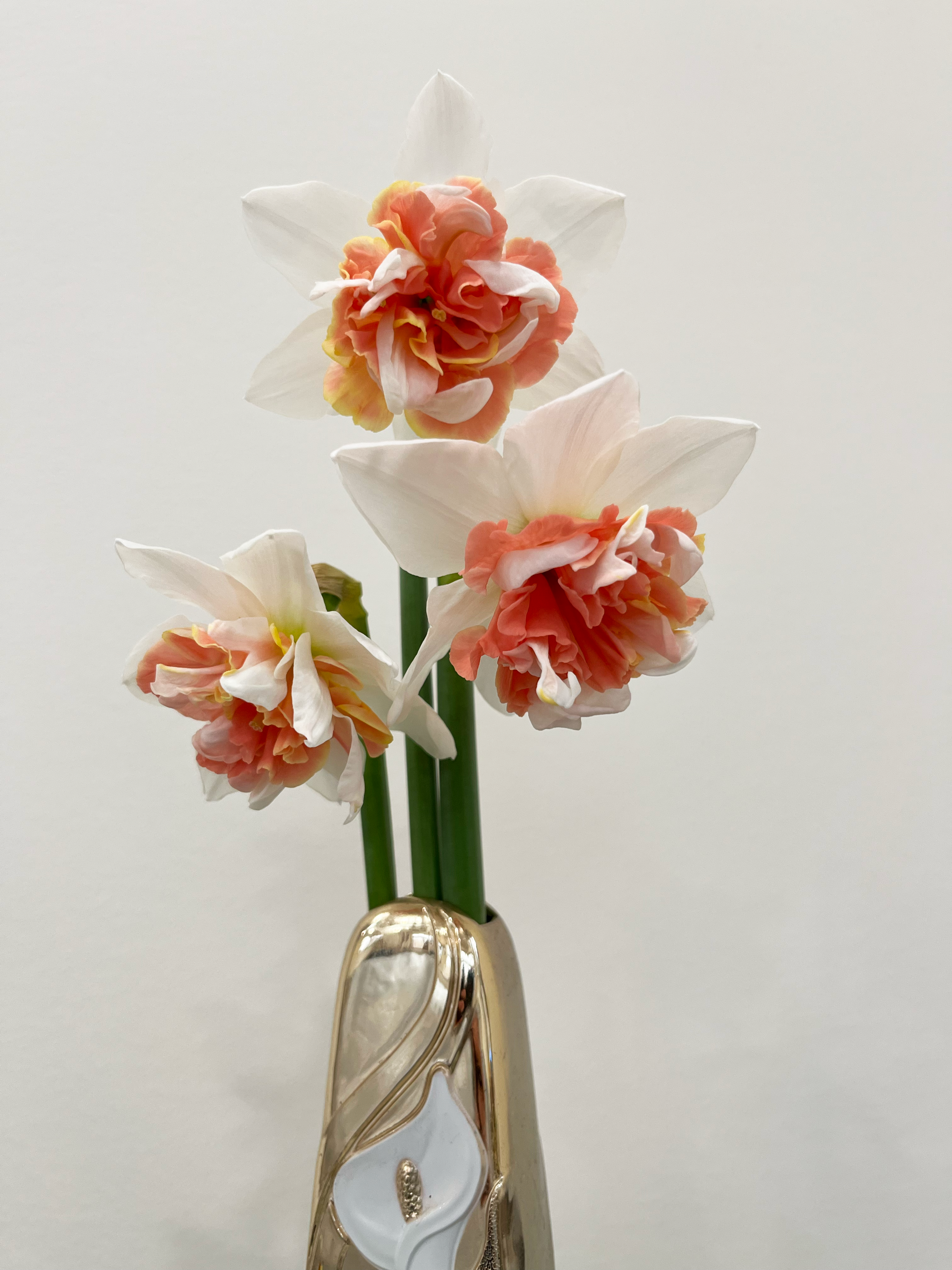 Daffodils