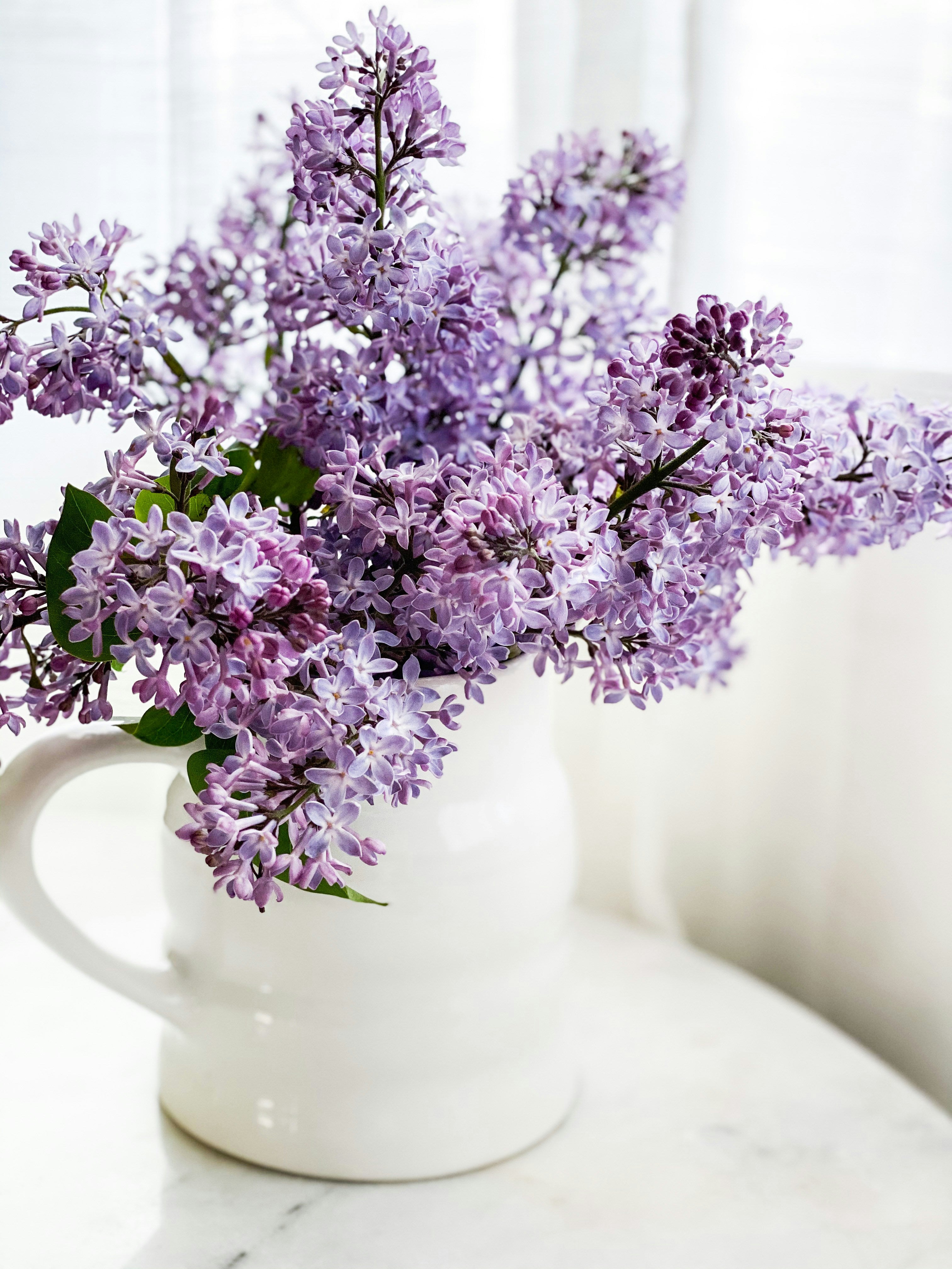 Lilacs