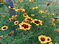 Coreopsis