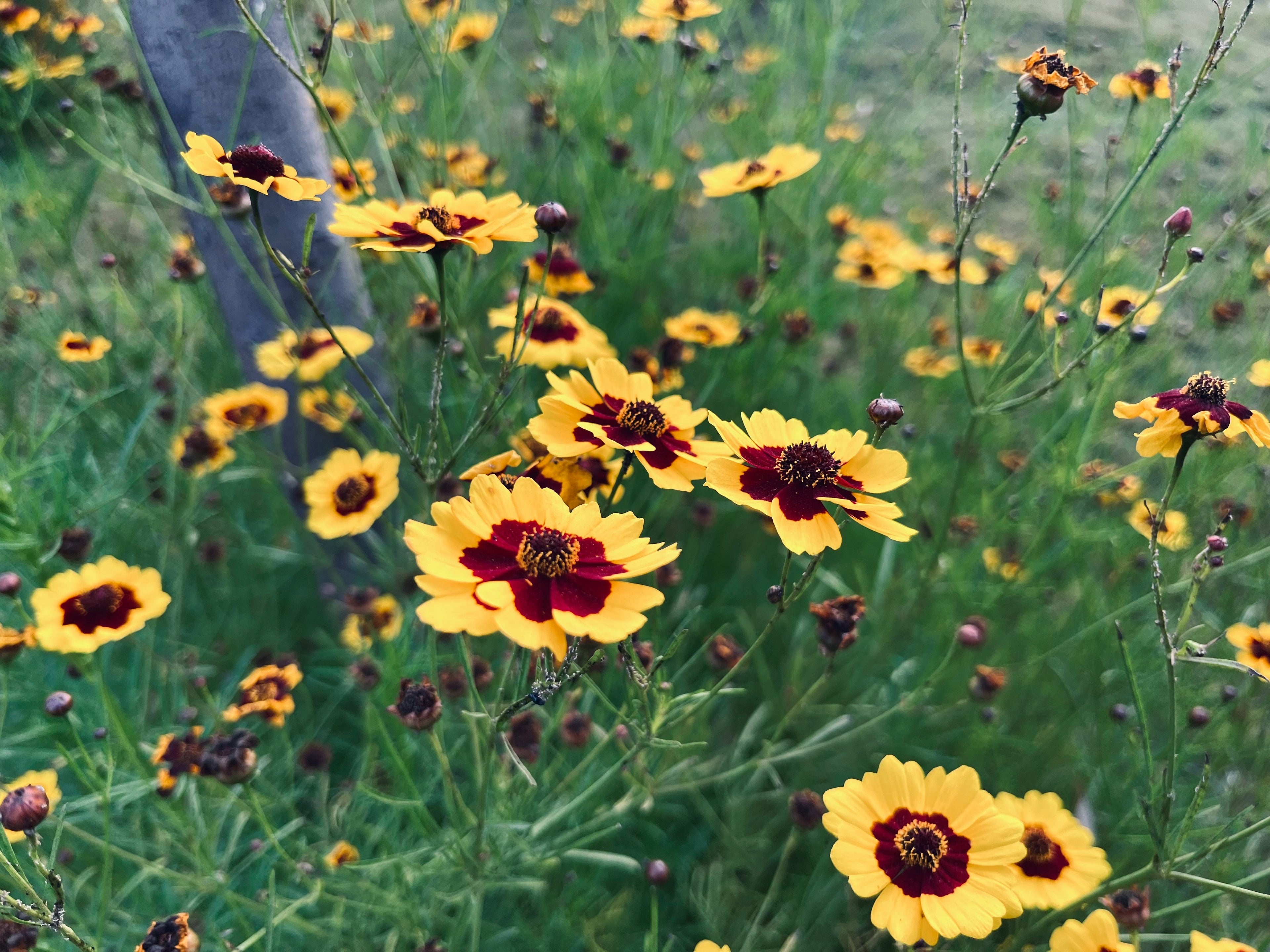 Coreopsis